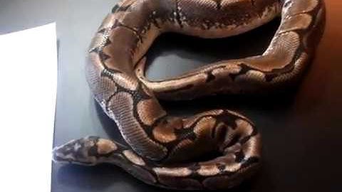 How Much Does A Pet Ball Python Cost? - Benjamin