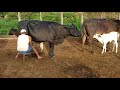 Tirando leite das vacas pela manhã. Galinha cisca tranquilamente com seus pintinhos.