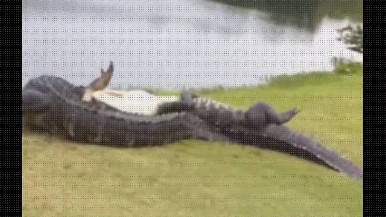 5 Shocking Animal Attacks -watch animal videos