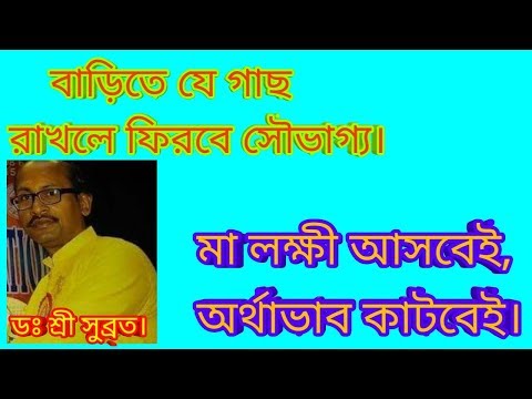 ভিডিও: কিভাবে বাড়ির গাছপালা খাওয়াবেন