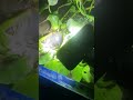 Test đèn led cầm tay vào ban đêm