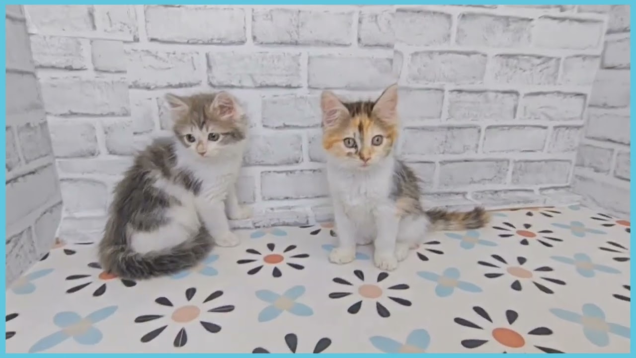 メインクーンの子猫（メス♀） フォレストシティ春日店｜ペット