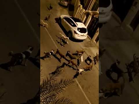 Perros Callejeros Destrozan A Un Gato
