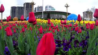 Весна Душанбе с миллионами цветов. Dushanbe, Tajikistan