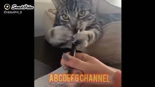 kucing stres....lucu gak jelas