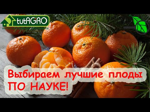 СЕКРЕТНЫЙ СПОСОБ, КОТОРЫЙ НИКТО НЕ ЗНАЕТ! Как выбрать самые вкусные апельсины и мандарины!