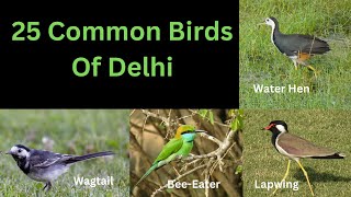 25 Common Birds of Delhi by ZooLogix  251 views 7 months ago 4 minutes, 31 seconds