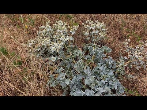 Video: Nell'ascella della foglia?