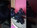 Статные голуби 2017 rostower positurtümmler tauben Alexander König