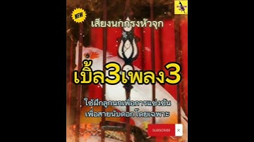 Thumbnail of เสียงนกกรงหัวจุก เบิ้ล3เพลง3 #นกกรงหัวจุก #นกเบิ้ลอาชีพ #นกเบิ้ล #เสียงนกกรงหัวจุก #นกกรงหัวจุกเบิ้ล