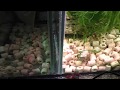 Морской аквариум - Косяки моего сампа и их исправление