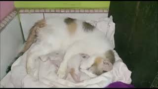 CAT Screaming Giving Birth by Cats Family 2,657 views 1 year ago 3 minutes, 40 seconds