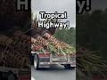 When the highway goes full tropical DLC!