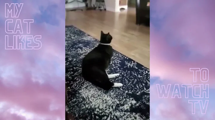 Never thought my cat would be so entertained watch...