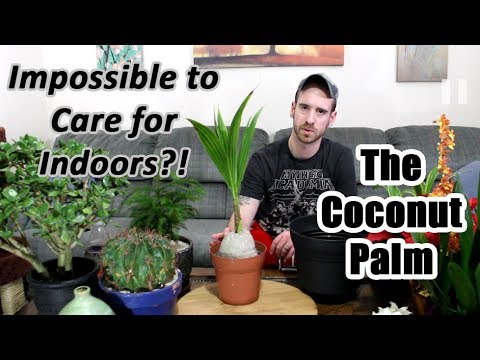 एक असंभव पौधे की देखभाल: नारियल ताड़ (कोकोस न्यूसीफेरा)