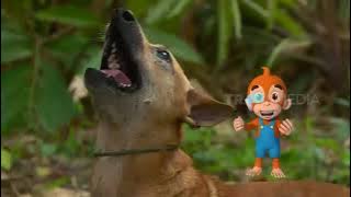 Aksi Hebat Si Anjing Pemburu | SI OTAN (21/09/21)