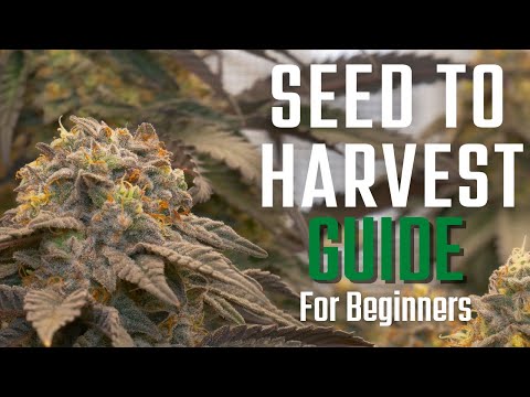 How to Grow Weed From Seed to Harvest | 2x2 Tent Beginners Guide