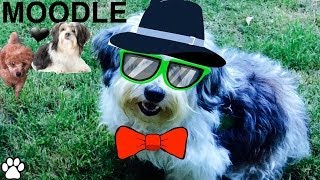 POODLE MALTESE X BREED fun facts about Moodles  a tutorial by Cooking For Dogs