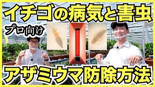 イチゴの病気と害虫対策を紹介〜農薬以外のアザミウマ防除方法とモスバリアの実験結果〜