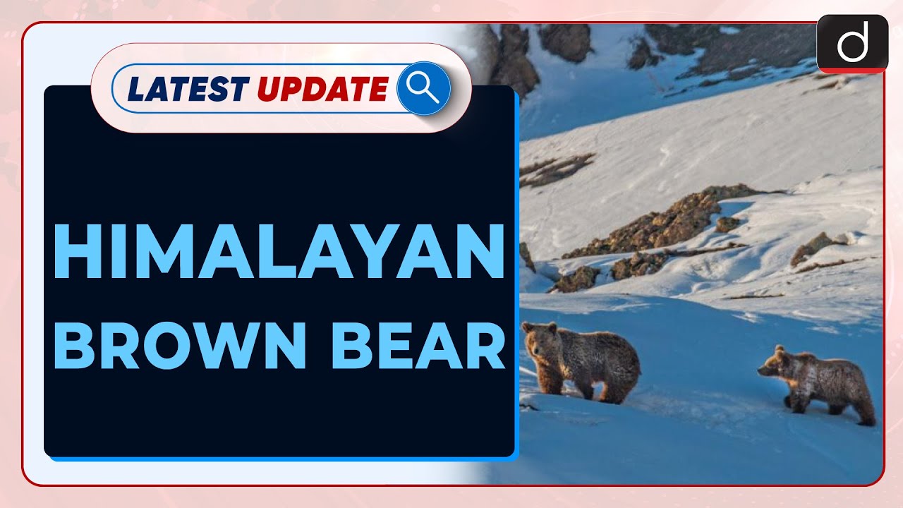 Himalayan Brown Bear Latest Update Drishti IAS English YouTube Himalayan Brown Bear Latest Update Drishti IAS English YouTube