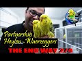 THE END WAY PART 2/4-Partnership Heylen-Waerzeggers 2020 BELGIUM budgie planet 2020