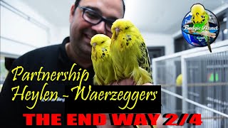 BREEDING top BUDGIES  Partnership HeylenWaerzeggers BELGIUM  THE END WAY part 2/4