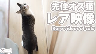 先住オス猫レア映像 by MAKO0MAKO0 / まこまこ 425 views 4 days ago 3 minutes, 40 seconds