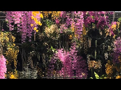 Video Hoa Lan Giá Rẻ-0834608769-LAN RỪNG LÂM ĐỒNG - youtube