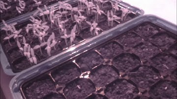 Raspberry Pi Timelapse 4 days