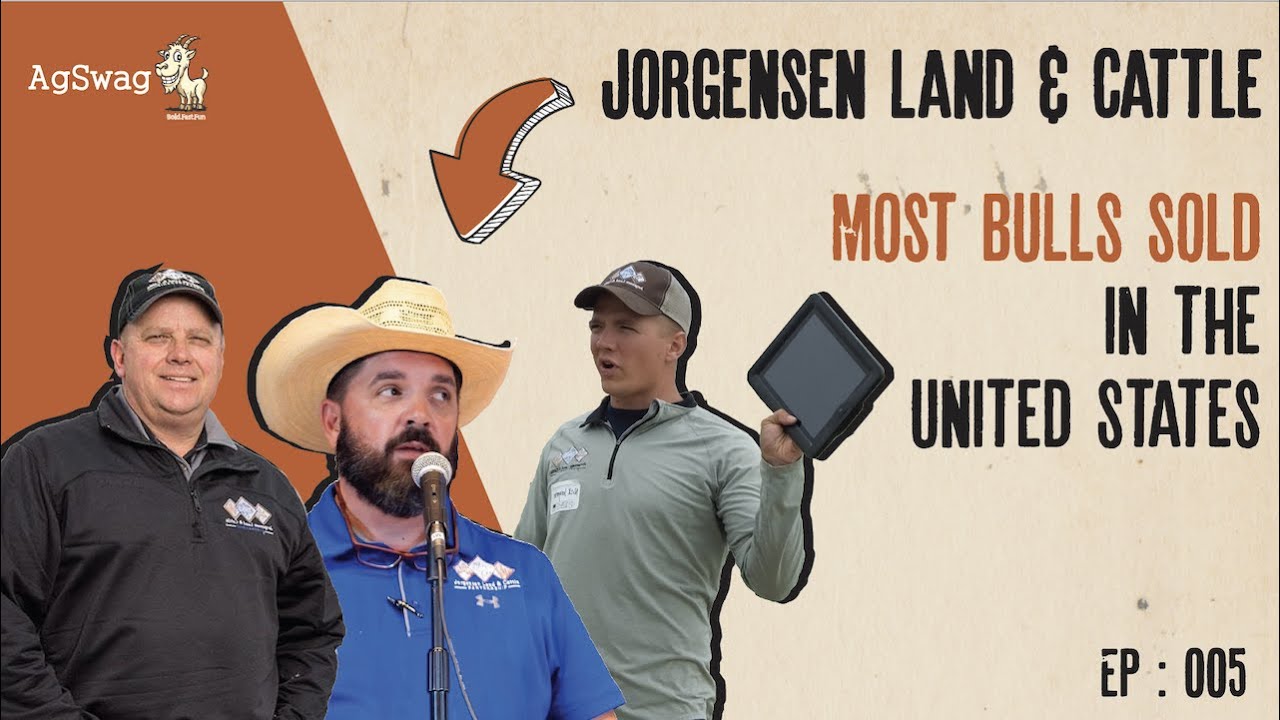 Land & Cattle Most BULLS Sold in the United States YouTube