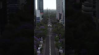 Jacarandas y Reforma #cdmx