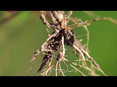 Video: Mineralinės Trąšos - Nauda Arba žala (2 Dalis)