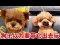 多多以為帶它出去玩,不料我反手就送它去醫院,多多:一時間分不清誰是狗【王多多·PetPalsTV】#泰迪 #萌宠 #爆笑