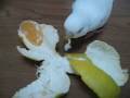 みかんVS白い鳥　mandarin orange VS white bird