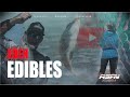 Eden Edible Fishing ​⁠| ASFN Rock & Surf