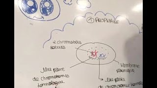 Le cycle cellulaire - Ep2 S01 par Roxane et Anaële
