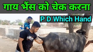 गाय भैंस को किस हाथ से चेक करें Tips For Pregnancy Diagnosis P D in cattle buffalo vets club