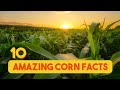10 amazing corn facts