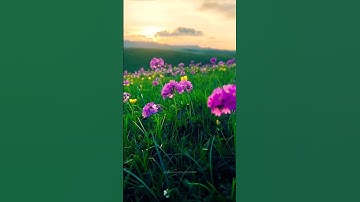 POV : The Beauty Of The Nature ( Playdate Edit ) Aesthetic Video - Lyrical Aesthetics #shorts #edit