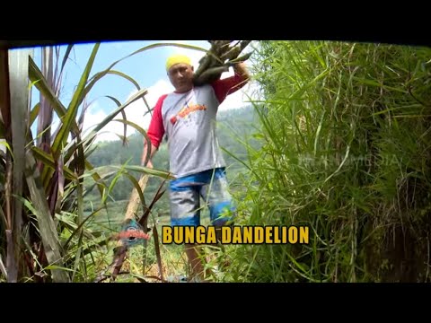 Video: Menanam Dandelion Hijau: Tips Cara Menanam Dandelion