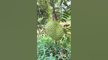 Ri6 miền tây Cái Bè Tiền Giang #saurieng #fruits #fruit #fuirtsasian #fruitcutting