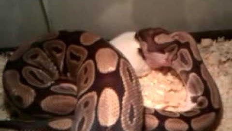 Female Ball python eats a medium Rat... 9.1.10.