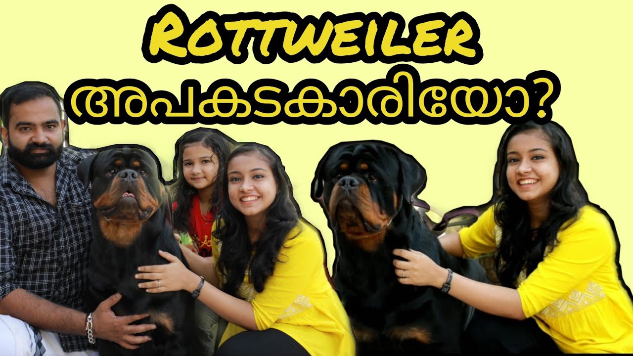 Rottweiler farm//Rottweiler dogs training//MD Rottwei kennel - YouTube