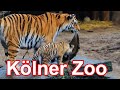 Kölner Zoo/ Cologne Zoo Germany