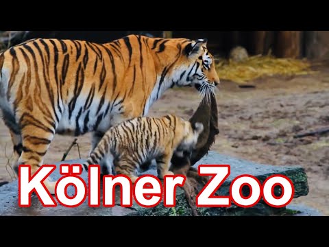 Vidéo: Zoo à Cologne