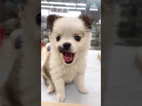 Mix犬 可愛いマルチワちゃん入店 マルワン梅島店 Youtube