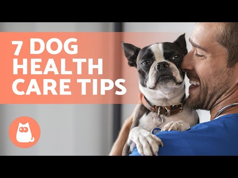 Video: Preventive Care Tips for å holde hundene og kattene sunne for livet