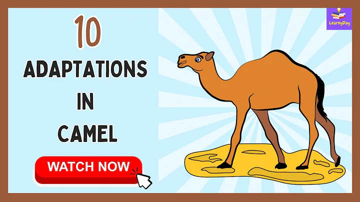 Discover the Amazing Ways Camels Survive in the Desert | 10 Adaptations In Camel | - DayDayNews