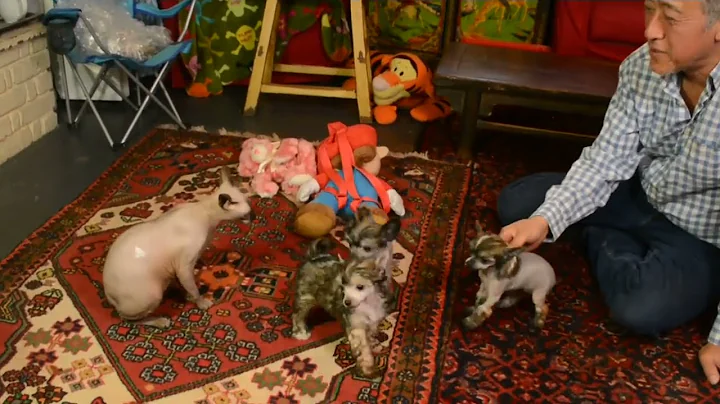 Video 3346861: hairless cat playing, tiny hairless, cat old