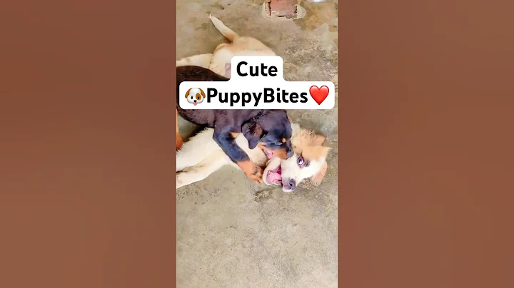 🐶🐾🐶 puppy tantrums #puppy #petlover #pets #saintbernard #rottweiler #puppylove #puppylife #dogs